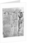 Muscle studies by Leonardo Da Vinci