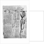 Muscle studies by Leonardo Da Vinci