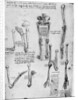 Study of human bones by Leonardo Da Vinci