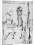 Study of human bones by Leonardo Da Vinci