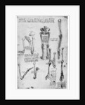 Study of human bones by Leonardo Da Vinci