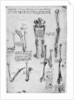 Study of human bones by Leonardo Da Vinci