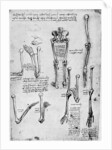 Study of human bones by Leonardo Da Vinci