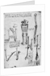 Study of human bones by Leonardo Da Vinci