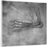 Muscles and sinews in a foot, possibly of a hare by Leonardo Da Vinci