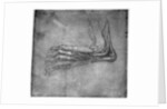 Muscles and sinews in a foot, possibly of a hare by Leonardo Da Vinci