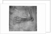 Muscles and sinews in a foot, possibly of a hare by Leonardo Da Vinci