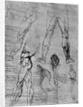 Studies in comparative anatomy by Leonardo Da Vinci