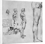Nude studies for 'The Battle of Anghiari' by Leonardo Da Vinci