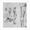Nude studies for 'The Battle of Anghiari' by Leonardo Da Vinci