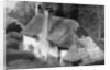 Cottage, Selworthy, Somerset by Emil Otto Hoppe