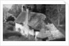 Cottage, Selworthy, Somerset by Emil Otto Hoppe
