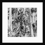 In the jungle, India by Anonymous