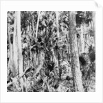 In the jungle, India by Anonymous