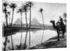 An oasis near Cairo, Egypt by Anonymous