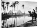 An oasis near Cairo, Egypt by Anonymous
