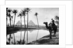 An oasis near Cairo, Egypt by Anonymous