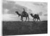 Camels in the desert outside Cairo, Egypt by Anonymous