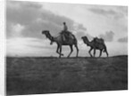 Camels in the desert outside Cairo, Egypt by Anonymous