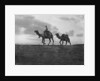 Camels in the desert outside Cairo, Egypt by Anonymous