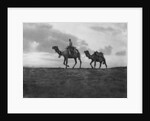 Camels in the desert outside Cairo, Egypt by Anonymous