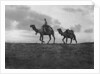 Camels in the desert outside Cairo, Egypt by Anonymous