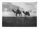 Camels in the desert outside Cairo, Egypt by Anonymous