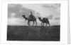 Camels in the desert outside Cairo, Egypt by Anonymous
