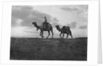 Camels in the desert outside Cairo, Egypt by Anonymous