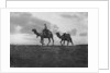 Camels in the desert outside Cairo, Egypt by Anonymous