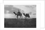 Camels in the desert outside Cairo, Egypt by Anonymous