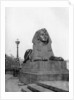 One of the sphinxes, Victoria Embankment, London by Anonymous
