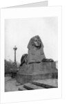 One of the sphinxes, Victoria Embankment, London by Anonymous