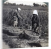 Peasants cutting millet, near Yokohama, Japan by Underwood & Underwood