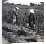 Peasants cutting millet, near Yokohama, Japan by Underwood & Underwood