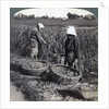 Peasants cutting millet, near Yokohama, Japan by Underwood & Underwood