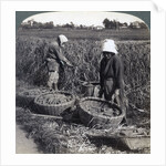 Peasants cutting millet, near Yokohama, Japan by Underwood & Underwood