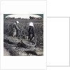 Peasants cutting millet, near Yokohama, Japan by Underwood & Underwood