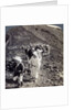 Pilgrims at the end of their ascent of Mount Fuji (Fujiyama), Japan by Underwood & Underwood