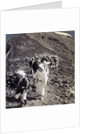 Pilgrims at the end of their ascent of Mount Fuji (Fujiyama), Japan by Underwood & Underwood