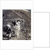 Pilgrims at the end of their ascent of Mount Fuji (Fujiyama), Japan by Underwood & Underwood