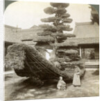 A single pine trained into the shape of a boat, Kinkaku-ji Monastery, Kyoto, Japan by Underwood & Underwood