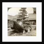 A single pine trained into the shape of a boat, Kinkaku-ji Monastery, Kyoto, Japan by Underwood & Underwood
