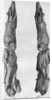 Point of mammoth tusk carved with reindeer, from Montastruc, Bruniquel, France by Anonymous