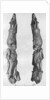 Point of mammoth tusk carved with reindeer, from Montastruc, Bruniquel, France by Anonymous