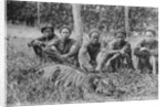Tiger hunters, Tonkin, Vietnam by Anonymous