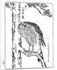 A hawk by Kawanabe Kyôsai