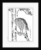 A hawk by Kawanabe Kyôsai