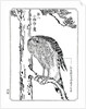 A hawk by Kawanabe Kyôsai