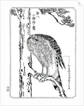 A hawk by Kawanabe Kyôsai